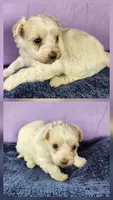 Hazel, a female Maltipoo for sale in Modesto, CA – Photo 3 of 4