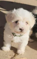 Hazel, a female Maltipoo for sale in Modesto, CA – Photo 2 of 4