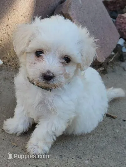 Hazel – Maltipoo puppy for sale in Modesto, CA