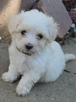 Hazel, a female Maltipoo for sale in Modesto, CA – Photo 1 of 4