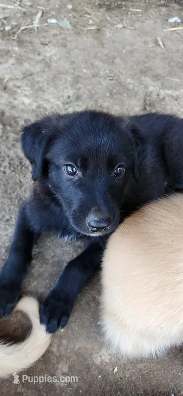 Leo – German Shepherd Dog, Golden Retriever puppy for sale in Modesto, CA