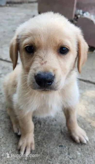 Oreo – German Shepherd Dog, Golden Retriever puppy for sale in Modesto, CA
