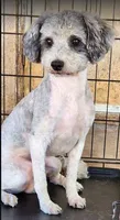 Charlotte, a female Maltipoo for sale in Modesto, CA – 3 of 4