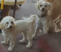 Charlotte, a female Maltipoo for sale in Modesto, CA – 4 of 4