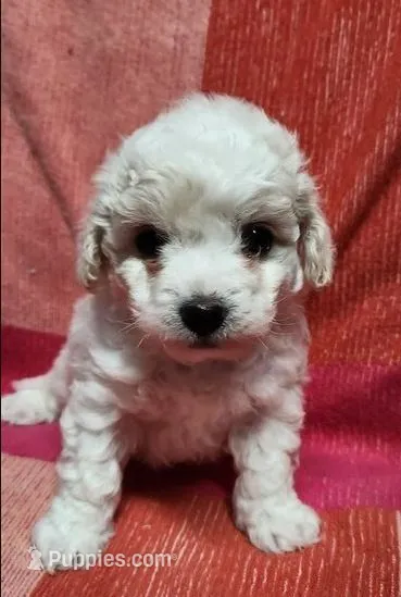 Charlotte – Maltipoo puppy for sale in Modesto, CA