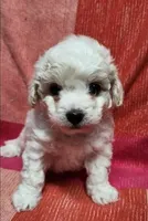 Charlotte, a female Maltipoo for sale in Modesto, CA – 1 of 4