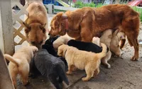 Coconut, a female German Shepherd Dog and Golden Retriever for sale in Modesto, CA – 4 of 10