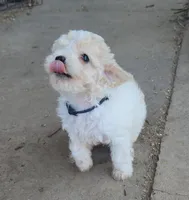 Tyla, a female Maltipoo for sale in Modesto, CA – Photo 2 of 5