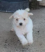 Tyla, a female Maltipoo for sale in Modesto, CA – Photo 3 of 5