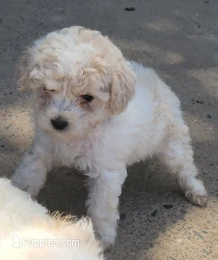 Tyla – Maltipoo puppy for sale in Modesto, CA