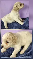 Tyla, a female Maltipoo for sale in Modesto, CA – Photo 4 of 5