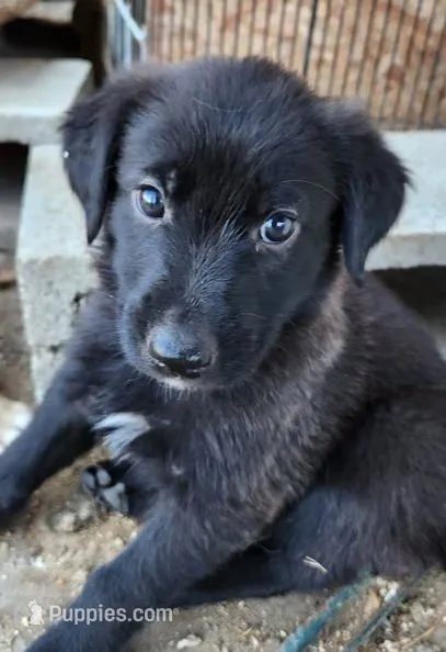 Leo – German Shepherd Dog, Golden Retriever puppy for sale in Modesto, CA