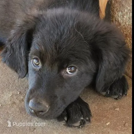 Bon Bon – Golden Retriever puppy on hold in Modesto, CA