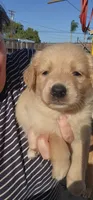 Piper, a female German Shepherd Dog and Golden Retriever for sale in Modesto, CA – 2 of 10
