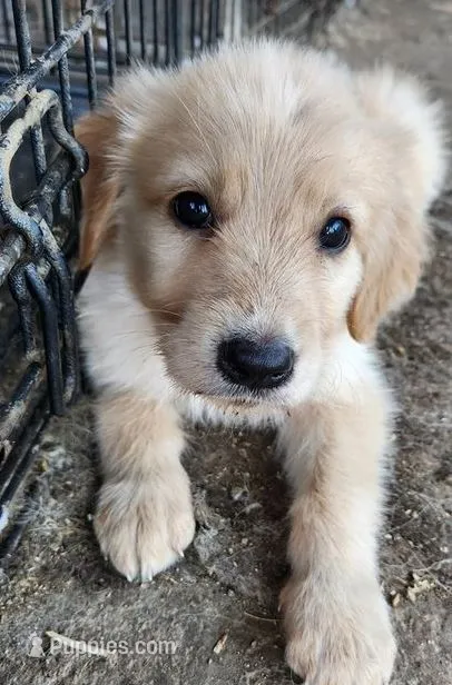 Peanut – German Shepherd Dog, Golden Retriever puppy for sale in Modesto, CA