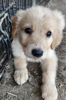 Peanut, a male German Shepherd Dog and Golden Retriever for sale in Modesto, CA – 1 of 10