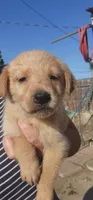 Oreo, a male German Shepherd Dog and Golden Retriever for sale in Modesto, CA – 2 of 10