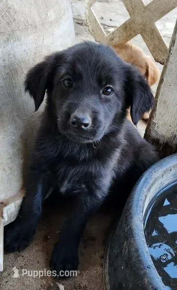 Anna – German Shepherd Dog, Golden Retriever puppy for sale in Modesto, CA