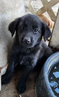 Anna, a female German Shepherd Dog and Golden Retriever for sale in Modesto, CA – 1 of 10