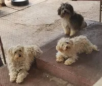 Bandit, a male Maltipoo for sale in Modesto, CA – Photo 3 of 3