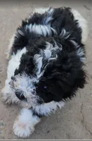 Bandit, a male Maltipoo for sale in Modesto, CA – Photo 1 of 3