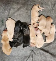 Leo, a male German Shepherd Dog and Golden Retriever for sale in Modesto, CA – 5 of 10