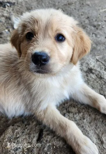 Dolly – German Shepherd Dog, Golden Retriever puppy for sale in Modesto, CA