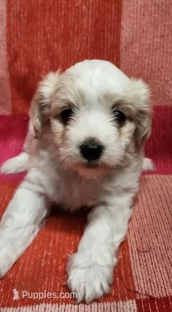 Reyna – Maltipoo puppy for sale in Modesto, CA