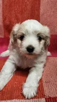 Reyna, a female Maltipoo for sale in Modesto, CA – 1 of 4