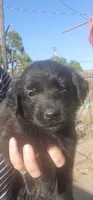 Anna, a female German Shepherd Dog and Golden Retriever for sale in Modesto, CA – 2 of 10