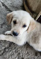 Spice, a female German Shepherd Dog and Golden Retriever for sale in Modesto, CA – 1 of 10
