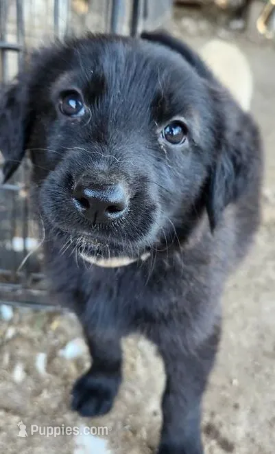 Coconut – German Shepherd Dog, Golden Retriever puppy for sale in Modesto, CA