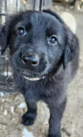 Coconut, a female German Shepherd Dog and Golden Retriever for sale in Modesto, CA – 1 of 10