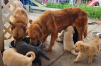 Dubai, a male Golden Retriever for sale in Modesto, CA – Photo 3 of 7