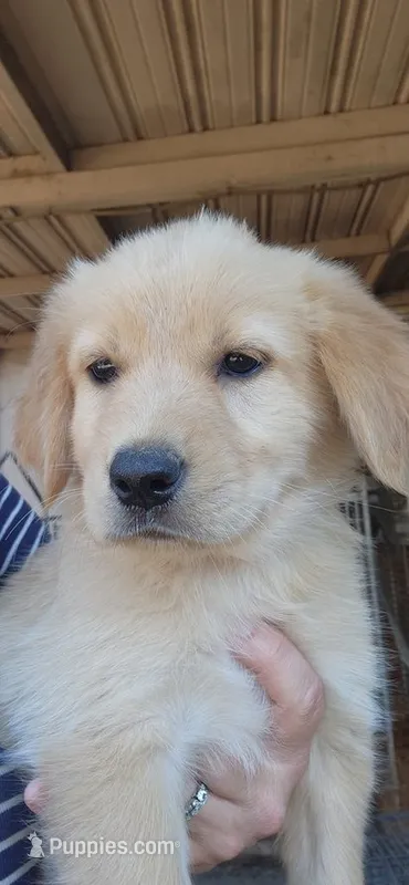 Dolly – German Shepherd Dog, Golden Retriever puppy for sale in Modesto, CA