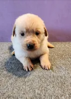 Pine, a male Golden Retriever for sale in Modesto, CA – Photo 1 of 7