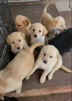 Biscuit, a female German Shepherd Dog and Golden Retriever for sale in Modesto, CA – 3 of 10