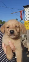 Biscuit, a female German Shepherd Dog and Golden Retriever for sale in Modesto, CA – 2 of 10