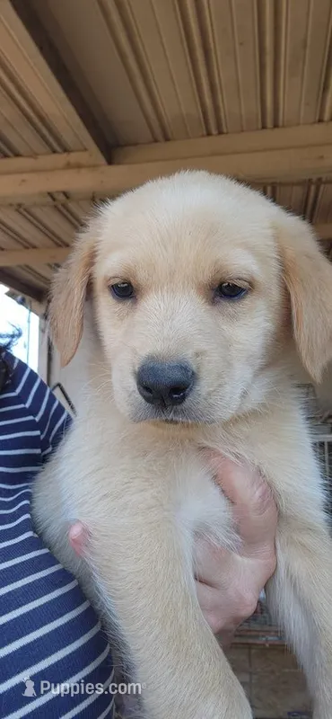 Oreo – German Shepherd Dog, Golden Retriever puppy for sale in Modesto, CA
