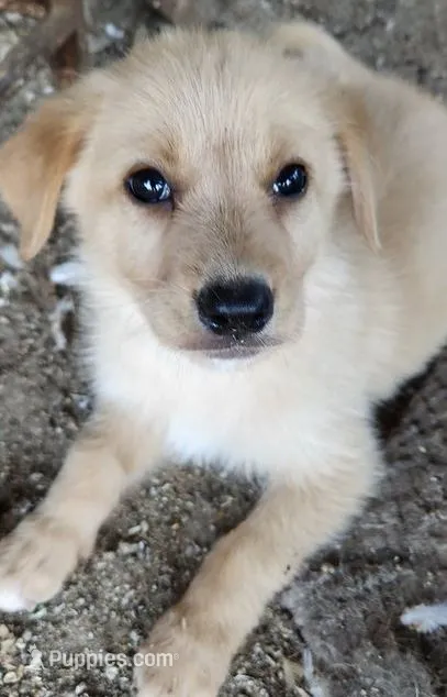 Biscuit – German Shepherd Dog, Golden Retriever puppy for sale in Modesto, CA