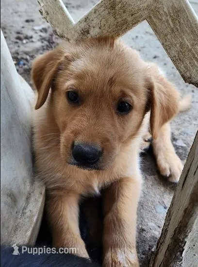 Pumpkin – German Shepherd Dog, Golden Retriever puppy for sale in Modesto, CA