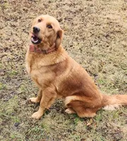 Lucky's Dad, a male Golden Retriever for sale in Modesto, CA – Photo 5 of 7