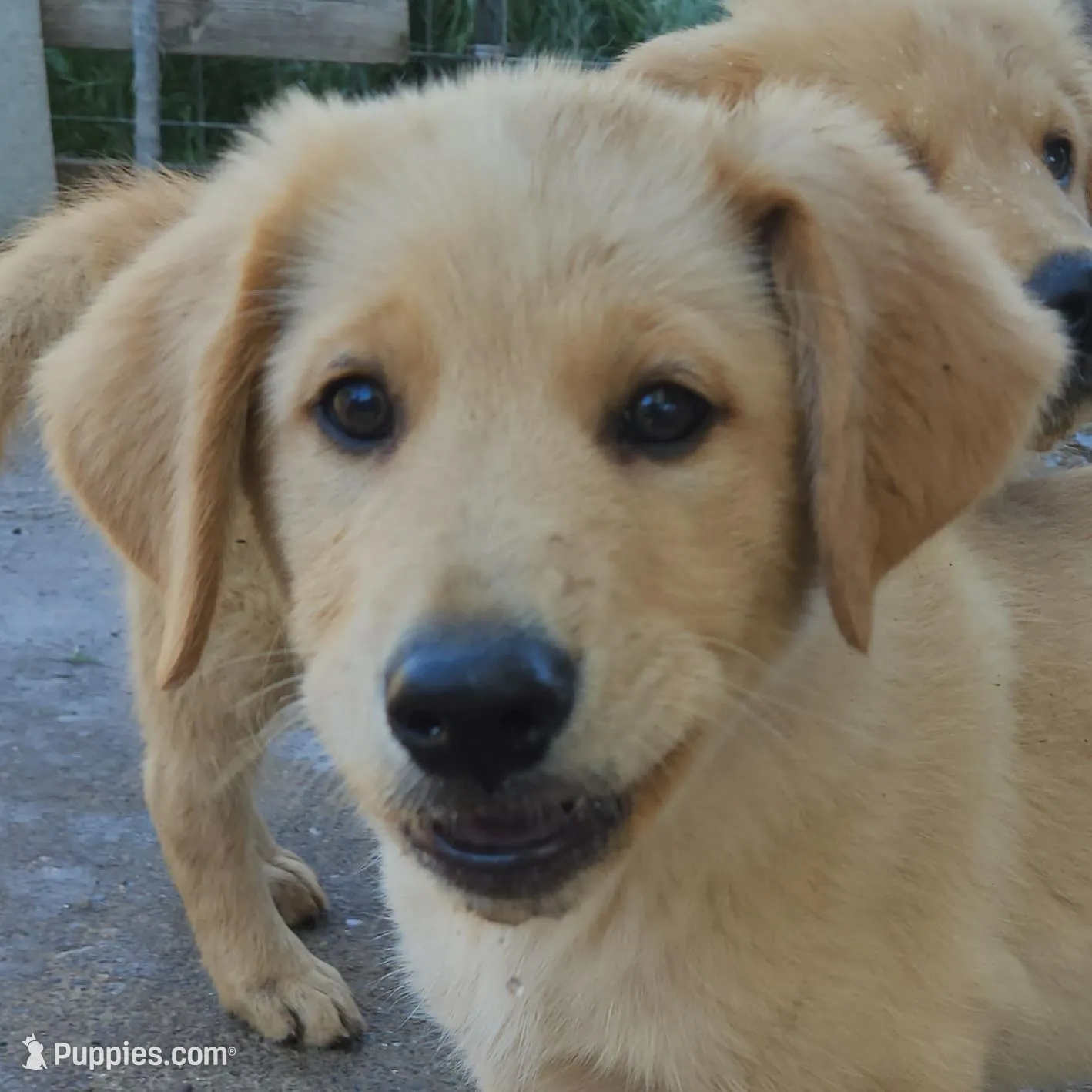 Lucky's Dad – Golden Retriever puppy for sale in Modesto, CA