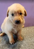 Lucky's Dad, a male Golden Retriever for sale in Modesto, CA – Photo 1 of 7