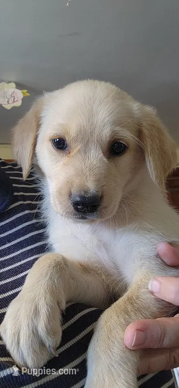 Spice – German Shepherd Dog, Golden Retriever puppy on hold in Modesto, CA