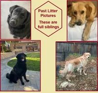 Piper, a female German Shepherd Dog and Golden Retriever for sale in Modesto, CA – 10 of 10