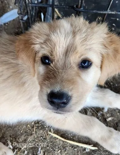 Piper – German Shepherd Dog, Golden Retriever puppy for sale in Modesto, CA