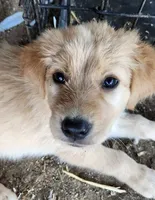 Piper, a female German Shepherd Dog and Golden Retriever for sale in Modesto, CA – 1 of 10