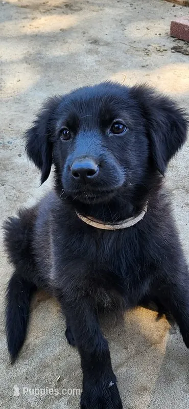 Coconut – German Shepherd Dog, Golden Retriever puppy for sale in Modesto, CA
