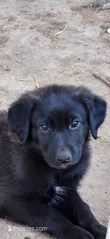 Leo – German Shepherd Dog, Golden Retriever puppy for sale in Modesto, CA